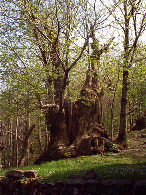  Image name: 01-castagno.jpg 
 width: 288 pixel 
 height: 384 pixel 
 Size: 68800 bytes 
 Click to enlarge 